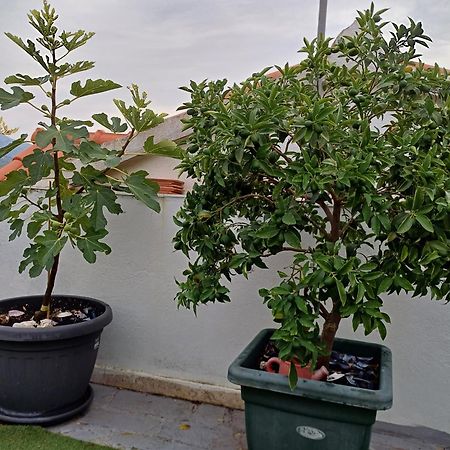 קורצולה Guest House Jungher מראה חיצוני תמונה