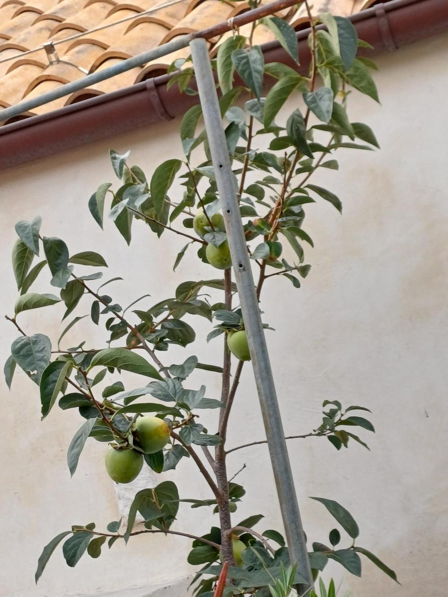 קורצולה Guest House Jungher מראה חיצוני תמונה